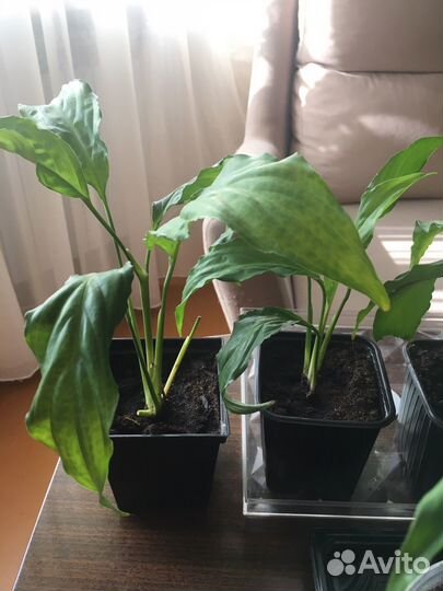 Спатифиллум - женское счастье