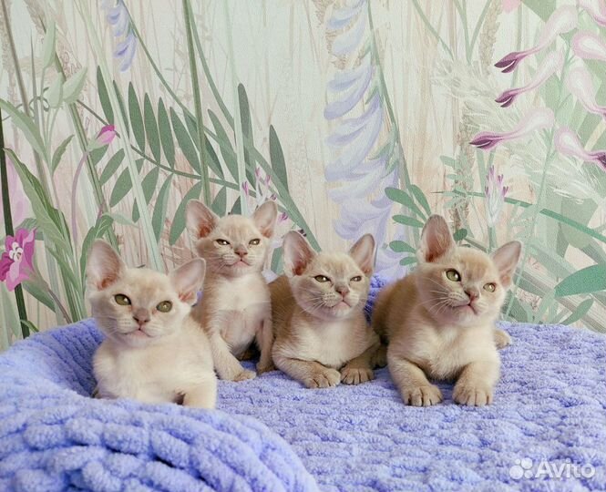 Кошки бурманские