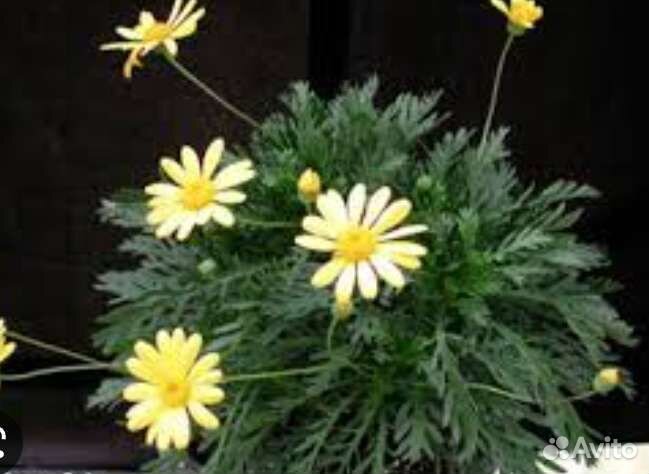 Комнатная экзотика-редкие растения