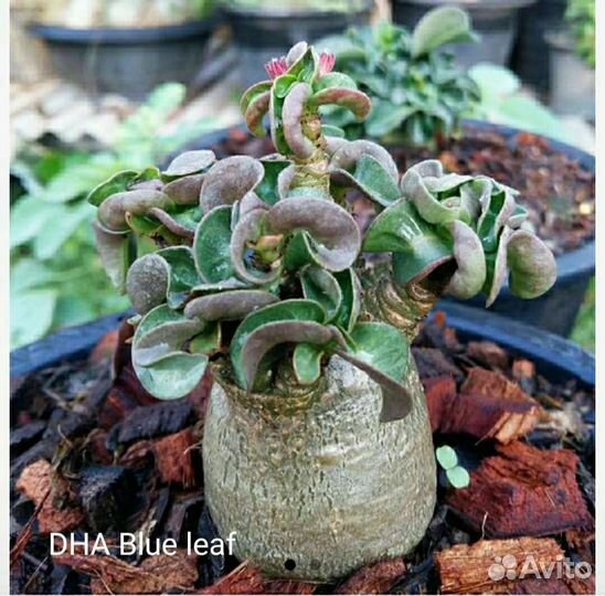 DHA blue leaf семена адениума