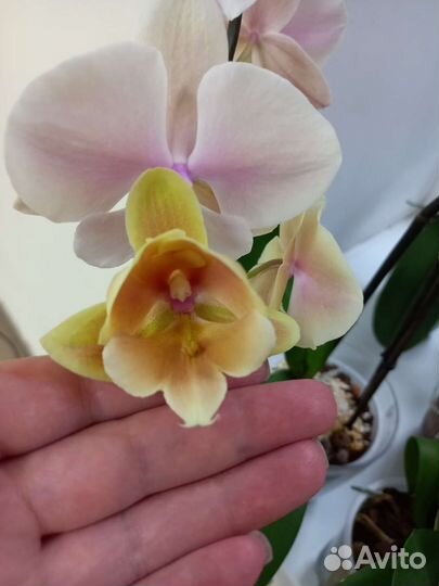 Орхидея Осенний ветер