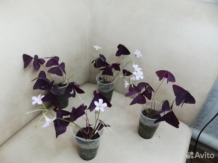 Кислица или оксалис