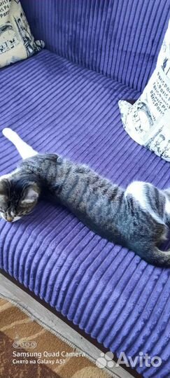 Кошечка-подросток