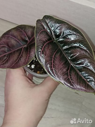 Алоказия Азлани