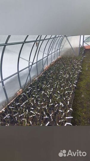 Саженцы Роз