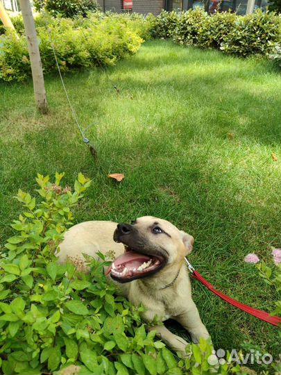 Собака в добрые руки