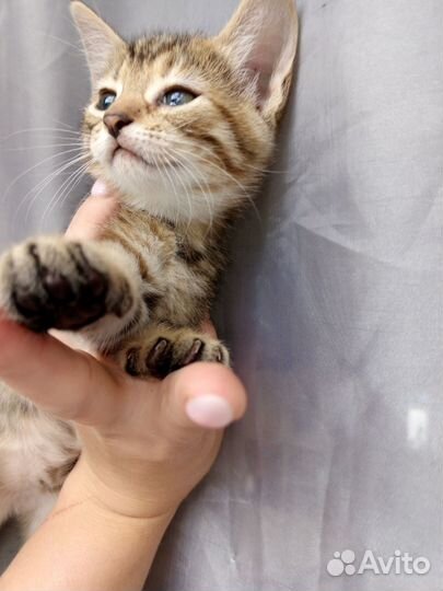 Котята в добрые и любящие руки. Бесплатно