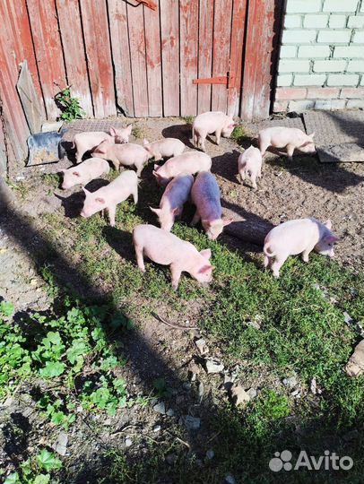 Поросята 1 месяц