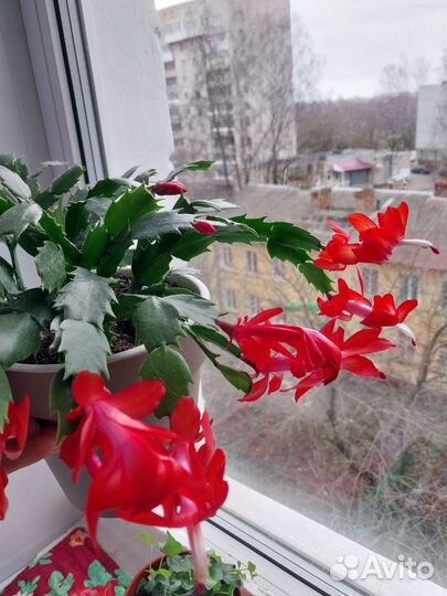 Декабрист шлюмбергера алый