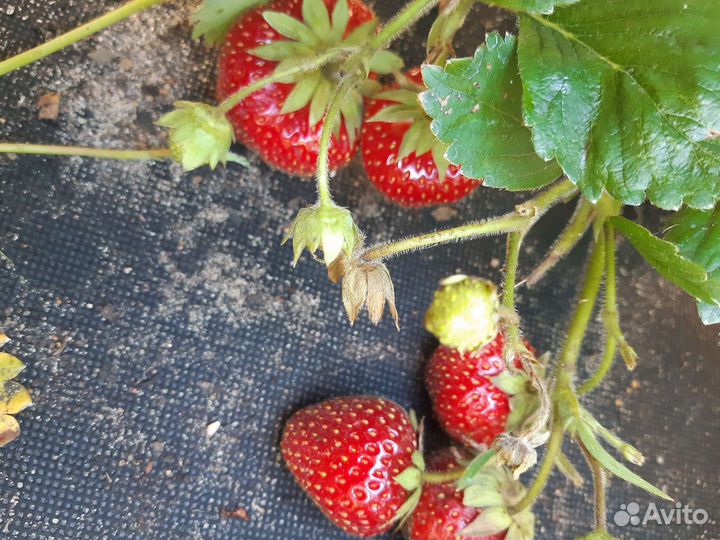 Клубника Магнус, Фейт, Москова