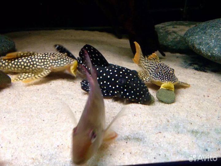 Номерной сом L014