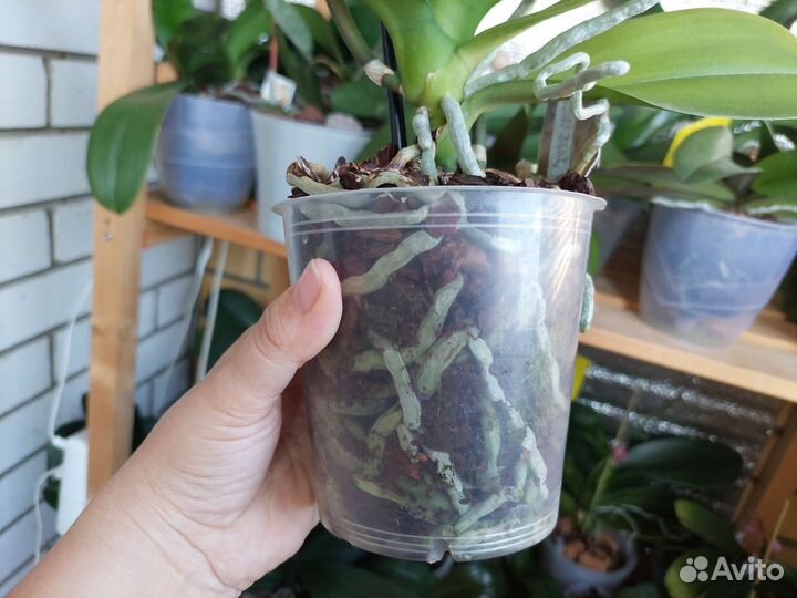 Орхидея фаленопсис