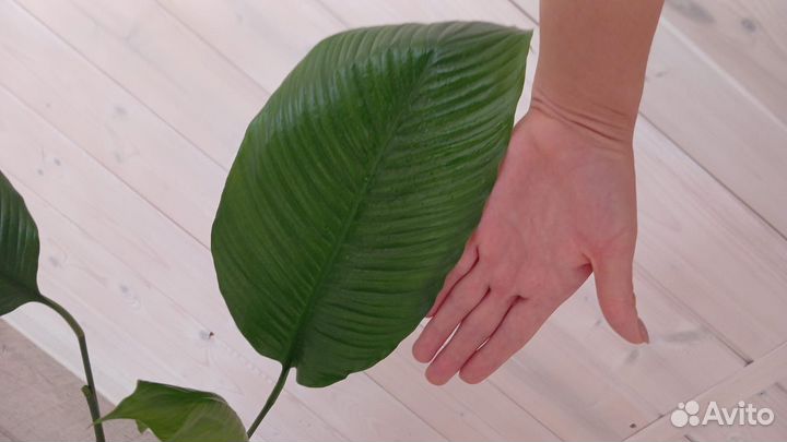 Спатифиуллум гигант(женское счастье )