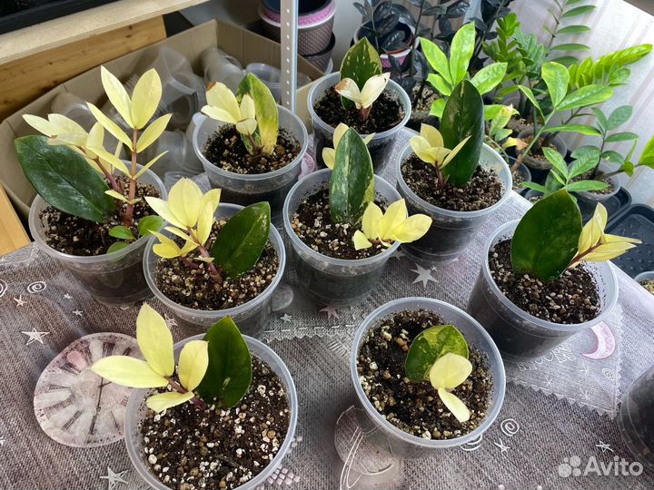 Шорт Лив вариегатные замиакулькасы