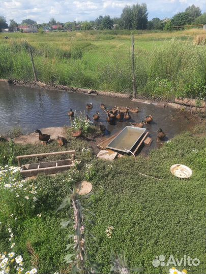 Утка подсодная