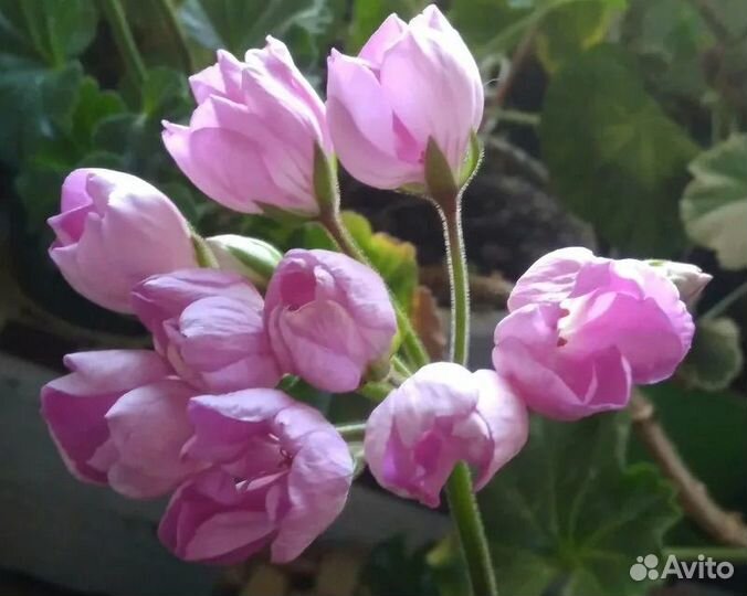 Тюльпанка пеларгония