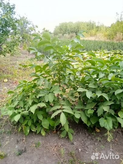 Продам грецкий орех и саженцы грецкого ореха