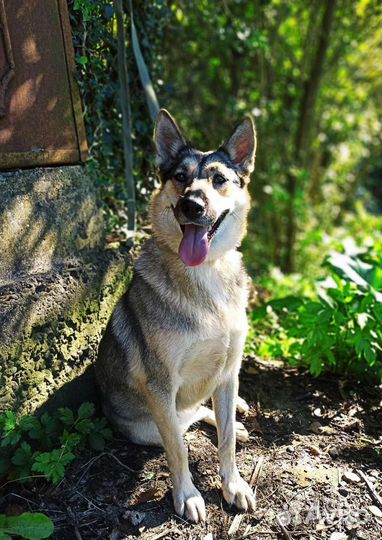 Собака в добрые руки отдам бесплатно