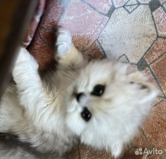 Персидская