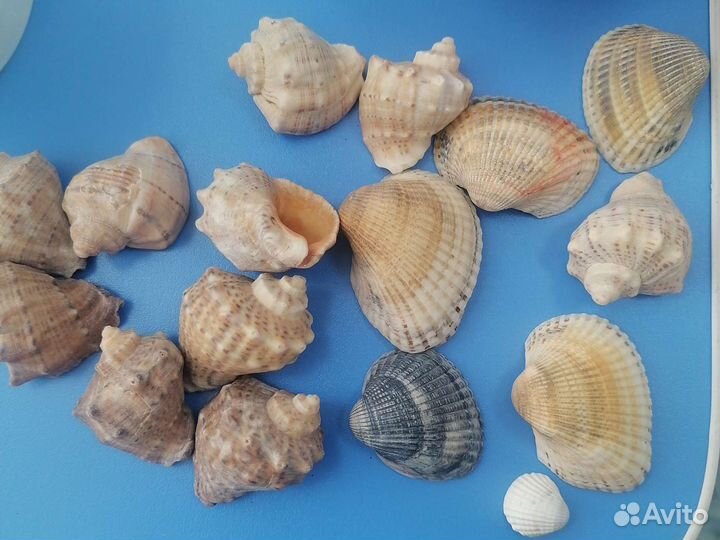 Морские ракушки раковины
