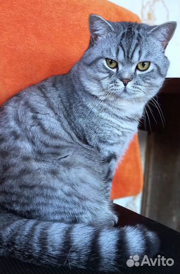 Шотландский кот вязка