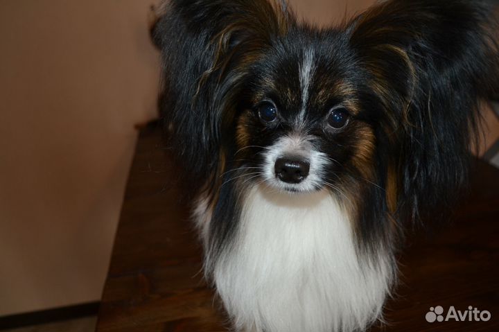 Вязка Папильон