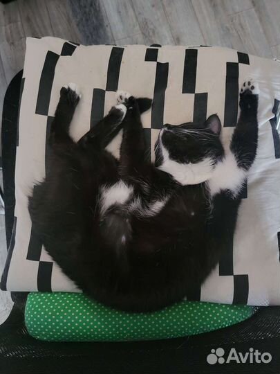 Кошечка Пи ищет дом :)