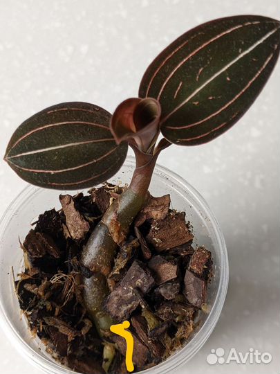 Лудизия - драгоценная орхидея