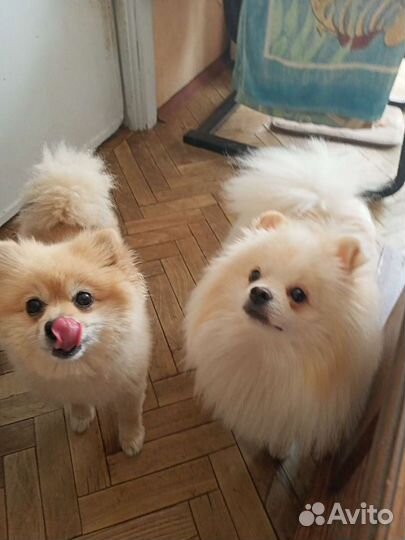 Передержка Собак