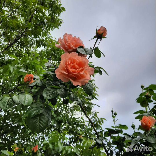 Аренда банкетного зала