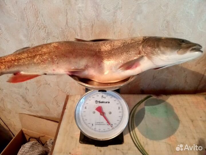 Свежая речная рыба хариус, ленок