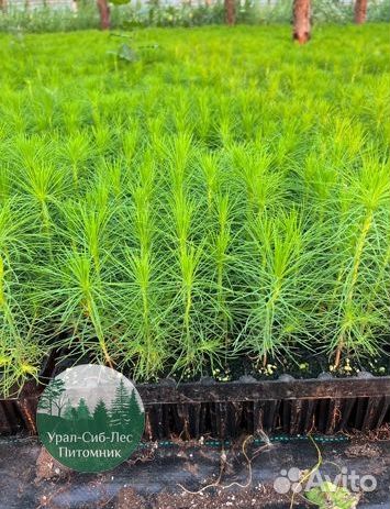 Зкс и окс Сосна Ель Лиственница сеянцы Голуб горн