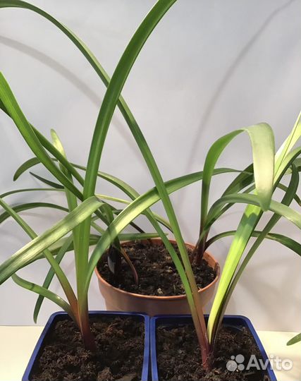 Валлота пурпурная комнатные цветы