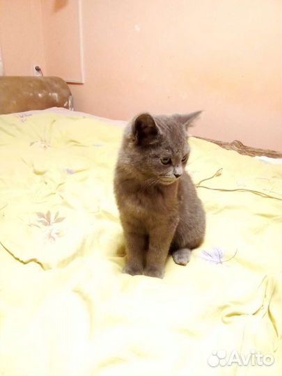 Серый кот