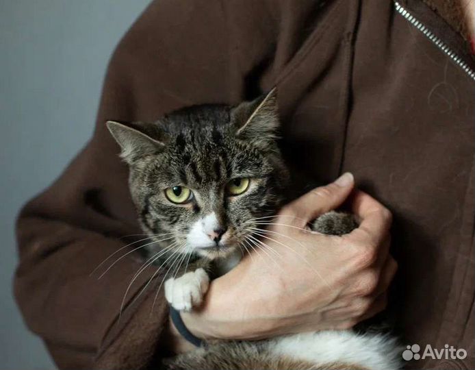 Ласковый Марвин в добрые руки