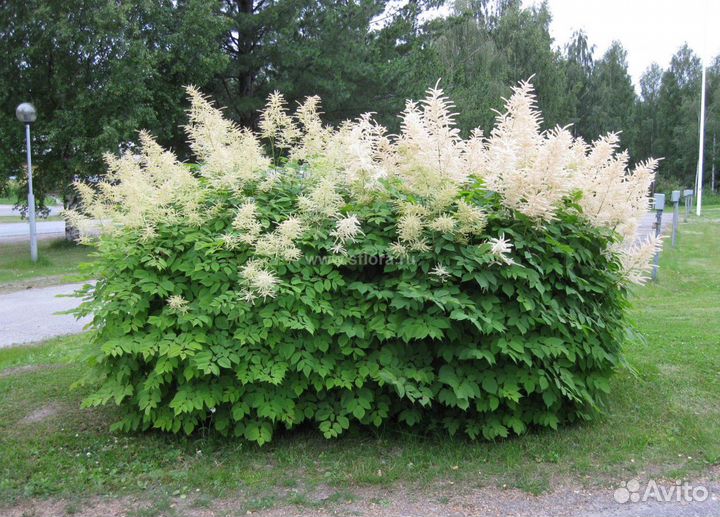 Рябинник (Живая изгородь)