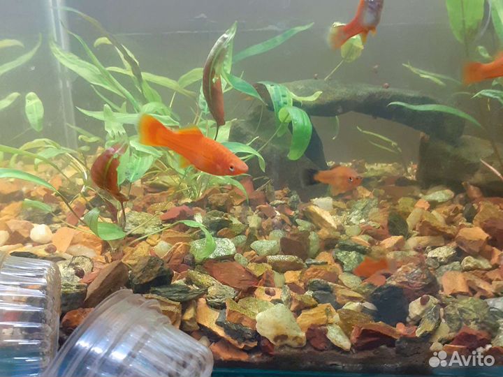 Рыбки аквариумные