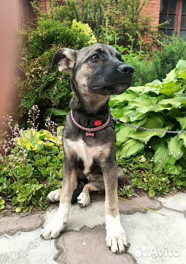 Щенуля - Лейла