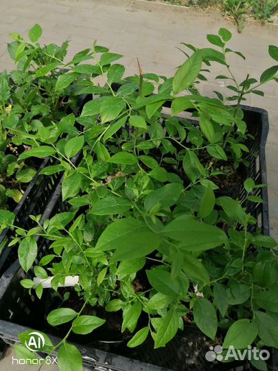 Саженцы крыжовника, малины, смородины, голубики