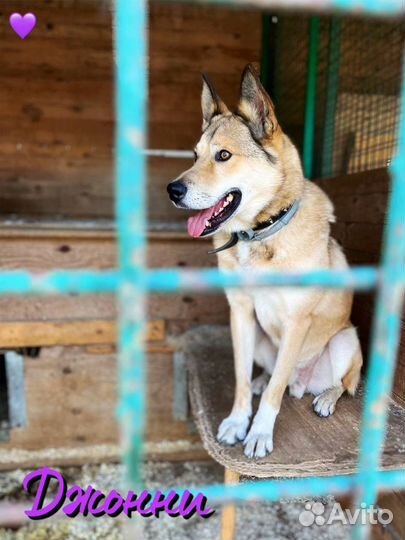 Собачка из приюта ищет хозяина