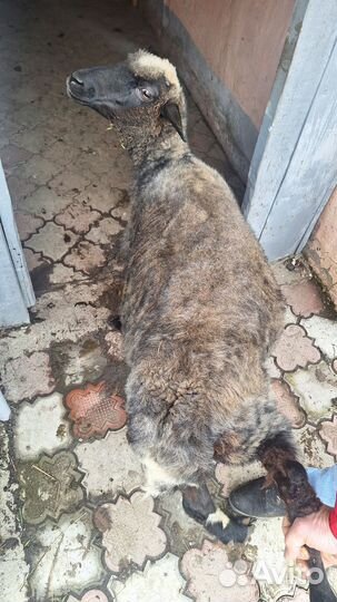 Овцы бараны