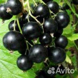 Саженцы черной, красной смородины