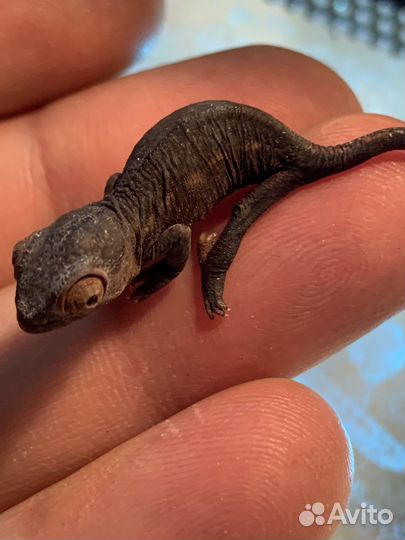 Пантеровый хамелеон