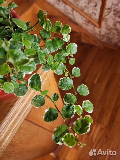 Фикус Бель санни