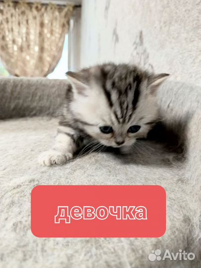 Шотландские котята