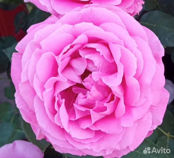 Пионы - Розы саженцы