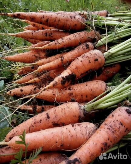 Продам картофель., лук, морковь.Опт, розница