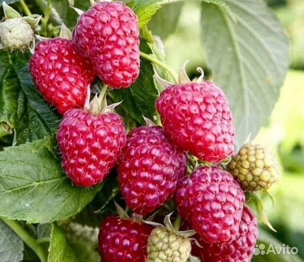 Ремонтантная малина