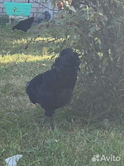 Ухейилюль петух