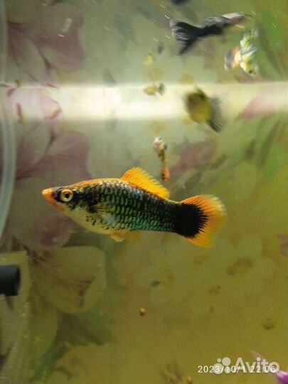 Самки меченосцев